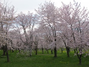 桜キトウシ0520