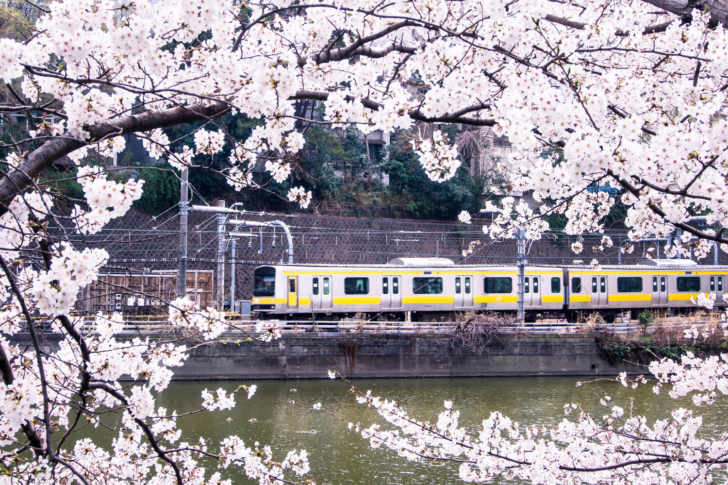 賞櫻季！日本的お花見文化